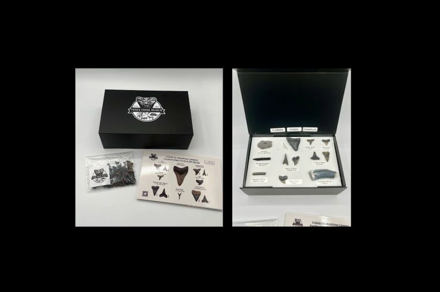 Branded fossil box for classroom education