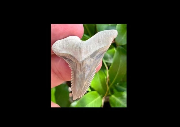 Pair of shark teeth fossils