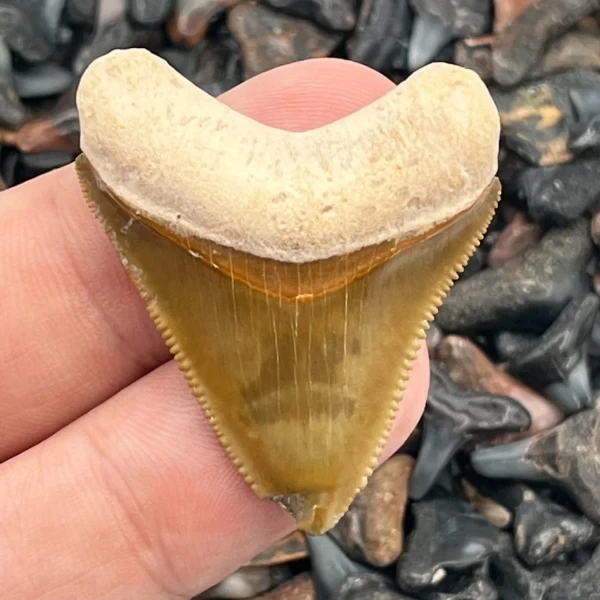 Shark tooth fossil in hand
