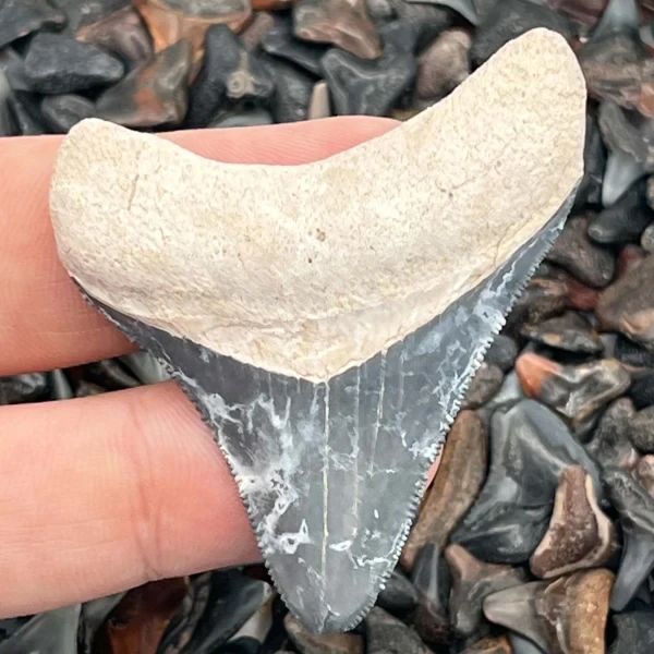 Shark tooth fossil in hand