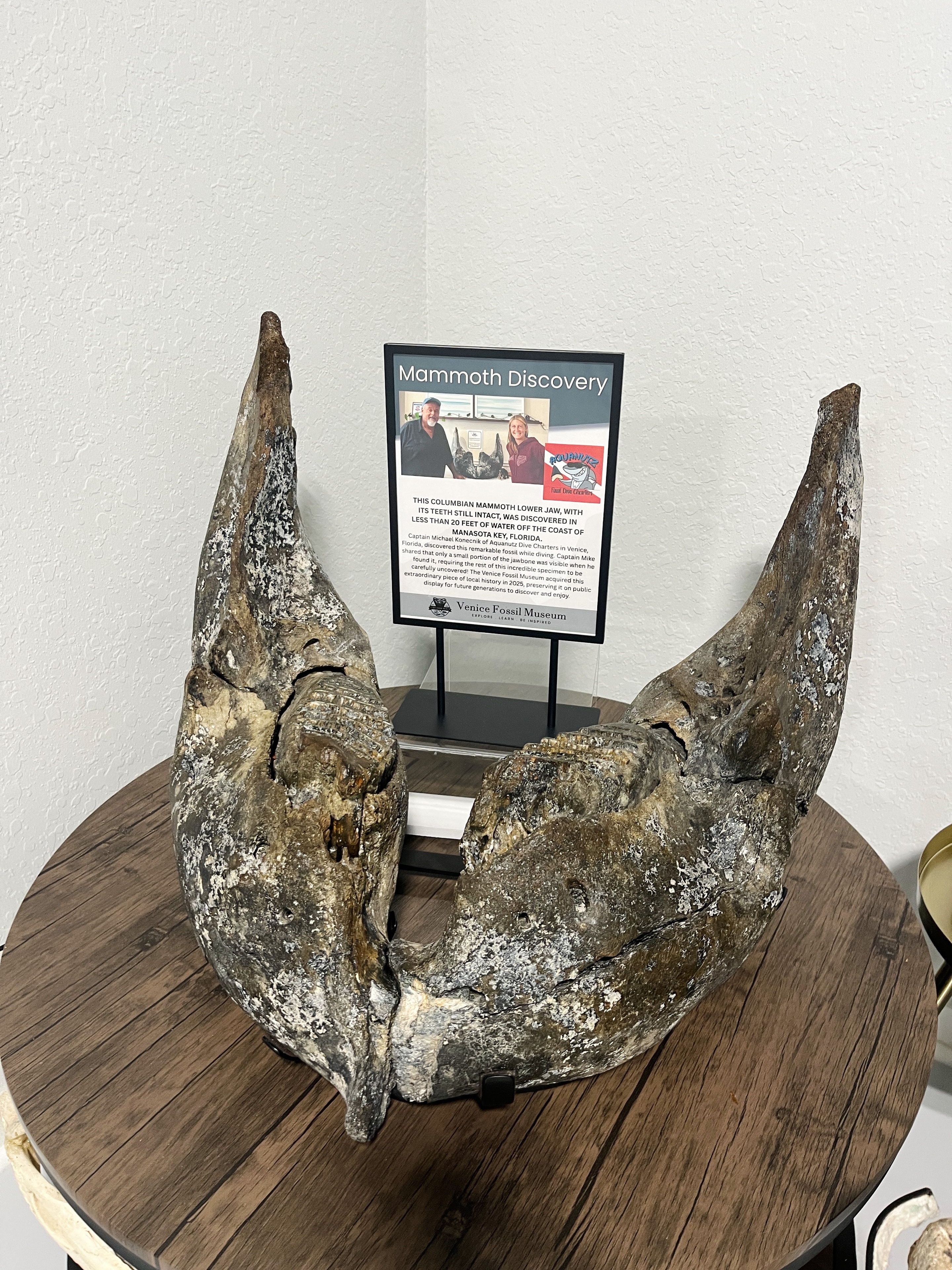 Mammoth Jaw with Teeth Intact