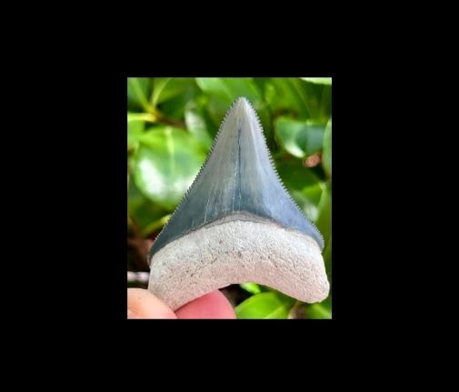 1.94 inch Bone Valley Megalodon shark tooth