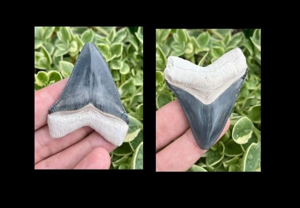 2.64 inch Bone Valley Megalodon shark teeth