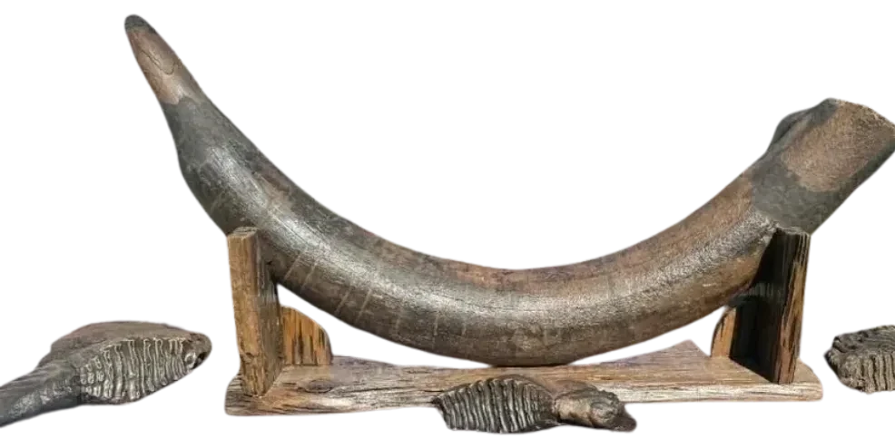 Mammoth tusk specimen — one of the museum's most significant fossil acquisitions